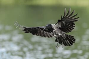 Wing Gallery: Hooded Crow -Corvus corone cornix- hunting for fish on a lake, Mecklenburg-Western Pomerania
