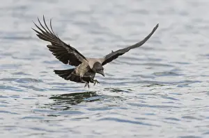 Corvid Prints: Hooded Crow -Corvus corone cornix- hunting for fish on a lake