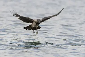 Hooded Crow -Corvus corone cornix- hunting for fish on a lake, Mecklenburg-Western Pomerania, Germany