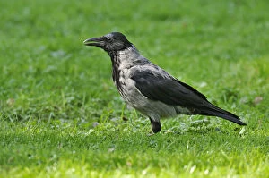 Hooded Crow -Corvus corone cornix- standing on a meadow, Leipzig, Saxony, Germany