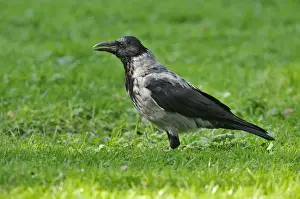 Out Of Focus Prints: Hooded Crow -Corvus corone cornix- standing on a meadow, Leipzig, Saxony, Germany