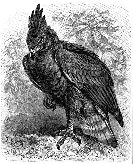 Hooded eagle