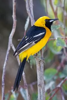 Images Dated 19th June 2011: Hooded Oriole