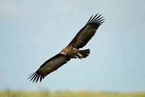Images Dated 4th March 2012: Hooded Vulture, Ngorongoro, Tanzania