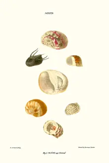 Mollusc Prints: hoof shells