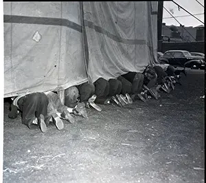 Hookey Players Looking Under Circus Tent
