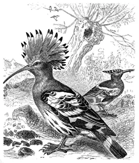 Hoopoe Prints: Hoopoe (Upupa Epops)