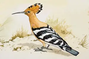 Ornithology Prints: Hoopoe (Upupa epops), standing, side view