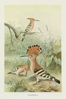 Images Dated 26th October 2018: Hoopoes chromolithograph 1896