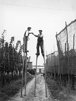 Images Dated 2nd February 2019: Hop Pickers