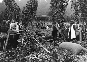 Hop Picking
