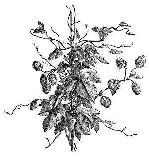 Brewery Prints: Hop plant with leaves