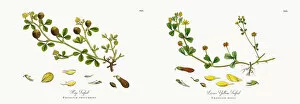 Images Dated 11th December 2017: Hop Trefoil, Trifolium procumbens, Victorian Botanical Illustration, 1863