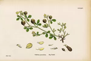 Images Dated 12th June 2017: Hop Trefoil, Trifolium procumbens, Victorian Botanical Illustration, 1863