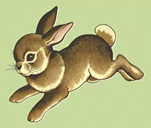 Images Dated 6th June 2013: Hopping Rabbit