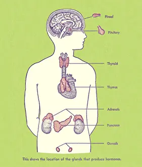 Hormone Producing Glands