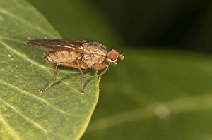 Images Dated 28th October 2011: Horn Fly -Tetanocera sp.-, Untergroeningen, Baden-Wuerttemberg, Germany, Europe