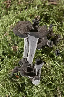 Images Dated 10th September 2014: Horn of plenty -Craterellus cornucopioides-, Baden-Wurttemberg, Germany