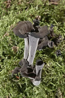 Images Dated 10th September 2014: Horn of plenty -Craterellus cornucopioides-, Baden-Wurttemberg, Germany