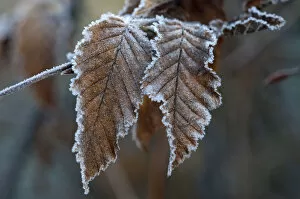 Images Dated 25th November 2011: Hornbeam -Carpinus betulus-, first frost, Untergroeningen, Baden-Wuerttemberg, Germany, Europe