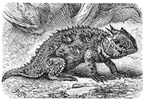 Spiked Gallery: Horned lizard (Phrynosoma orbiculare)