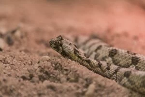Horned Puff Adder -Bitis caudalis-, Living Desert Snake Park, Walvis Bay, Namibia