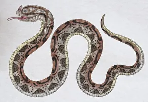 Images Dated 31st December 2017: Horned Serpent (Coluber nasicornis), hand-coloured copperplate engraving from Friedrich