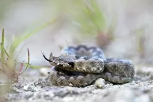 Images Dated 28th May 2014: Horned Viper -Vipera ammodytes-, male, darting its tongue, Pleven region, Bulgaria
