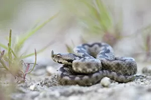 Images Dated 28th May 2014: Horned Viper -Vipera ammodytes-, male, Pleven region, Bulgaria