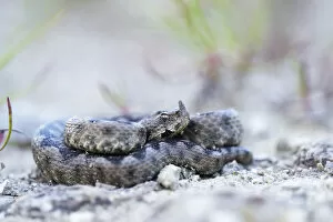 Images Dated 28th May 2014: Horned Viper -Vipera ammodytes-, male, Pleven region, Bulgaria