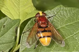 Images Dated 6th August 2014: Hornet mimic hoverfly -Volucella zonaria-, female, Baden-Wurttemberg, Germany