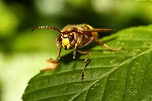 Images Dated 14th August 2011: Hornet -Vespa crabro- resting on a leaf, Limburg, Hesse, Germany, Europe