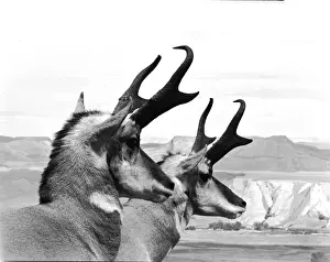 Three Lions Prints: Horns Ahead