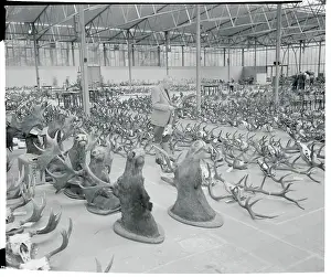 Dusseldorf Prints: Horns Displayed at Show