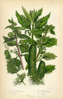Image Created 1840 1849 Prints: Hornwort, Nettle, Victorian Botanical Illustration