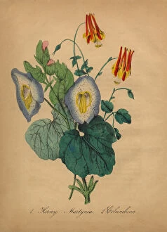 Images Dated 5th July 2016: Horny Martynia and Columbine Victorian Botanical Illustration