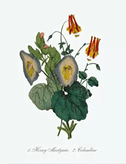 Images Dated 6th July 2016: Horny Martynia and Columbine Victorian Botanical Illustration