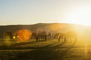 Images Dated 7th June 2015: horse