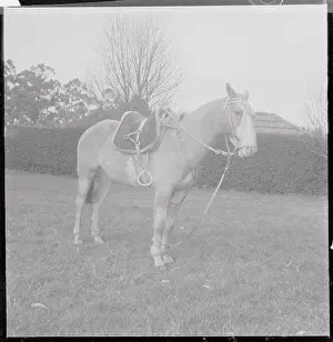 Horse Belonging to Gaucho