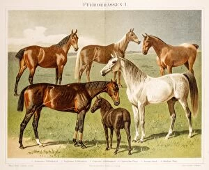 Images Dated 23rd June 2015: Horse breeds Chromolithograph 1896