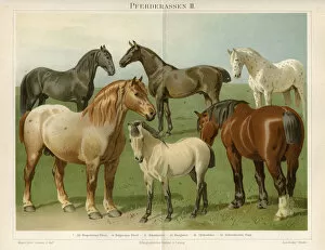 Images Dated 23rd June 2015: Horse breeds Chromolithograph 1896