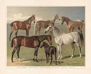 Images Dated 9th November 2018: Horse breeds, chromolithograph, published in 1897