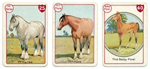 Images Dated 11th June 2013: Three horse cards Victorian animal families game