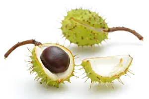 Shut Prints: Horse chestnut (Aesculus hippocastanum)
