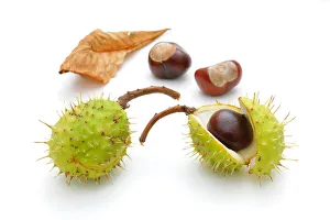 Buck Gallery: Horse chestnut (Aesculus hippocastanum)