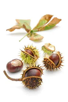 Blurrings Prints: Horse-chestnut (Aesculus hippocastanum)