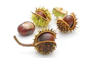 Blurrings Prints: Horse-chestnut (Aesculus hippocastanum)