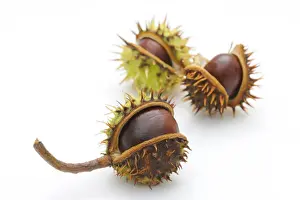 Blurrings Prints: Horse-chestnut (Aesculus hippocastanum)