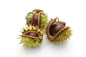 Fruits Prints: Horse-chestnut (Aesculus hippocastanum)