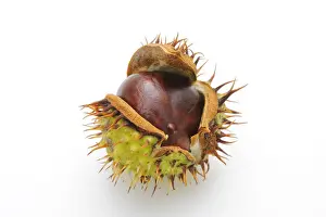 Fruits Prints: Horse-chestnut (Aesculus hippocastanum)